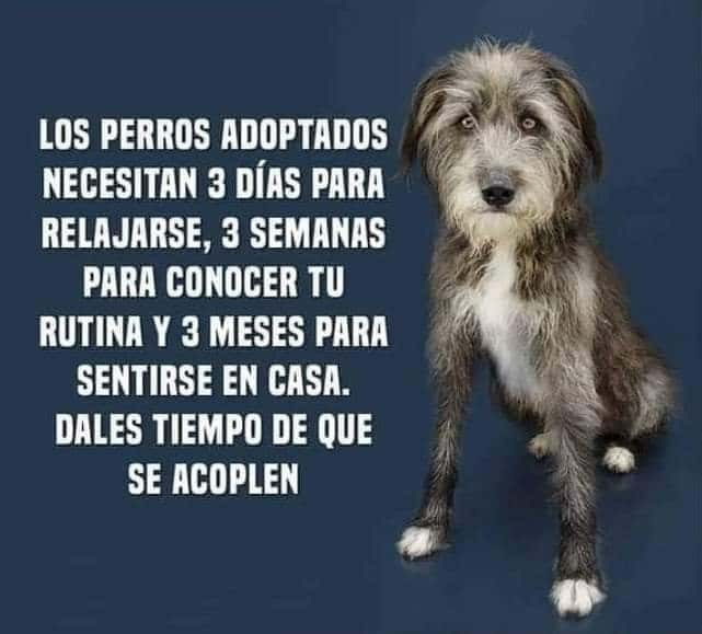 animal friends el vendrell veterinario centro en el vendrell en tarragona principalImage ADOPTA Sitios Pet Friendly