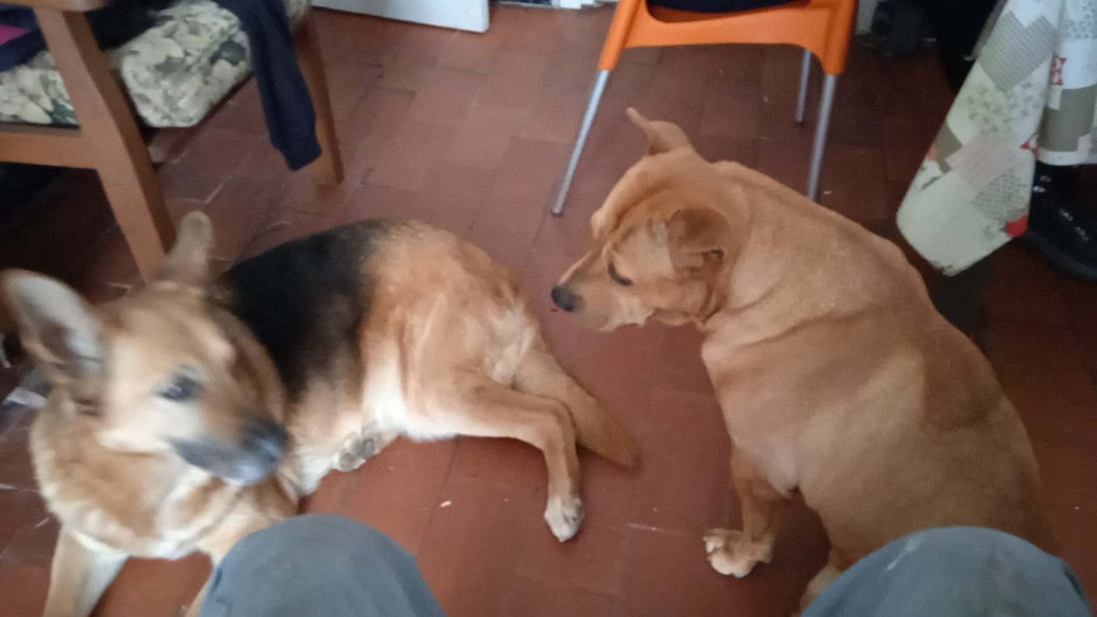 Centro de Veterinaria Doctor López