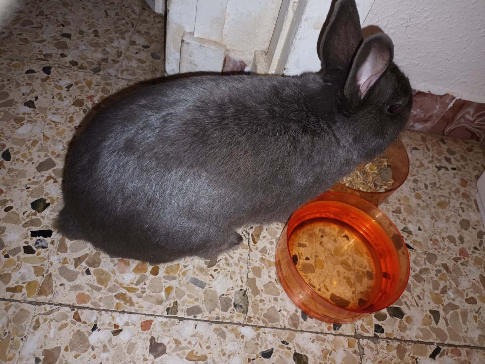 P.A.S.O.S. Protección Animal