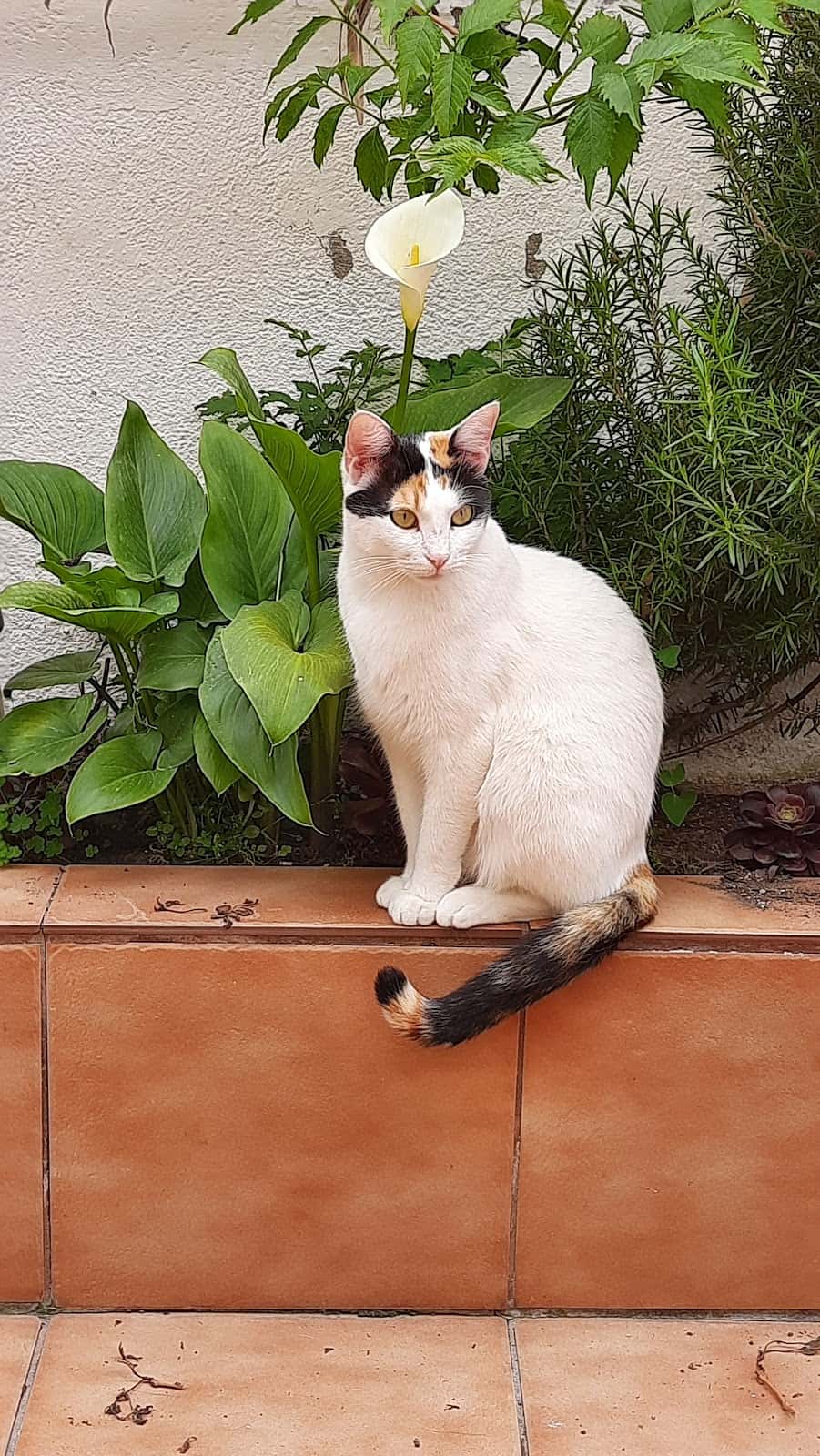 P.A.S.O.S. Protección Animal