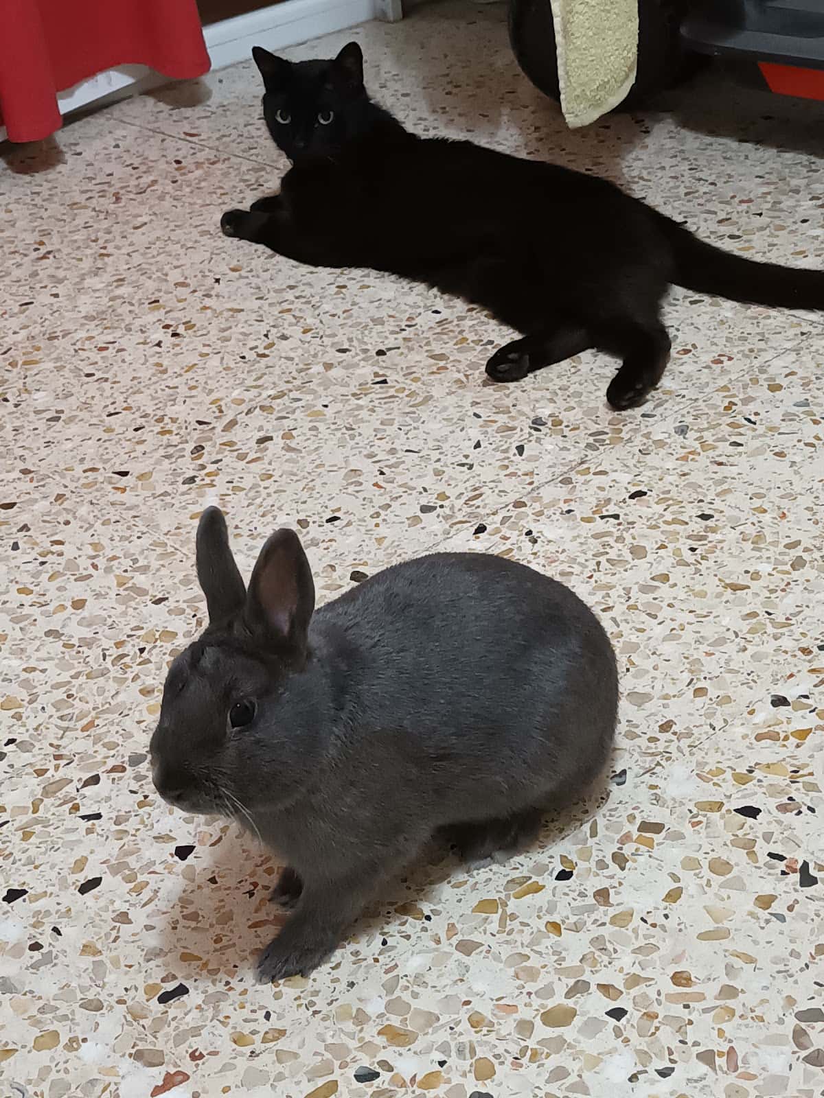 P.A.S.O.S. Protección Animal