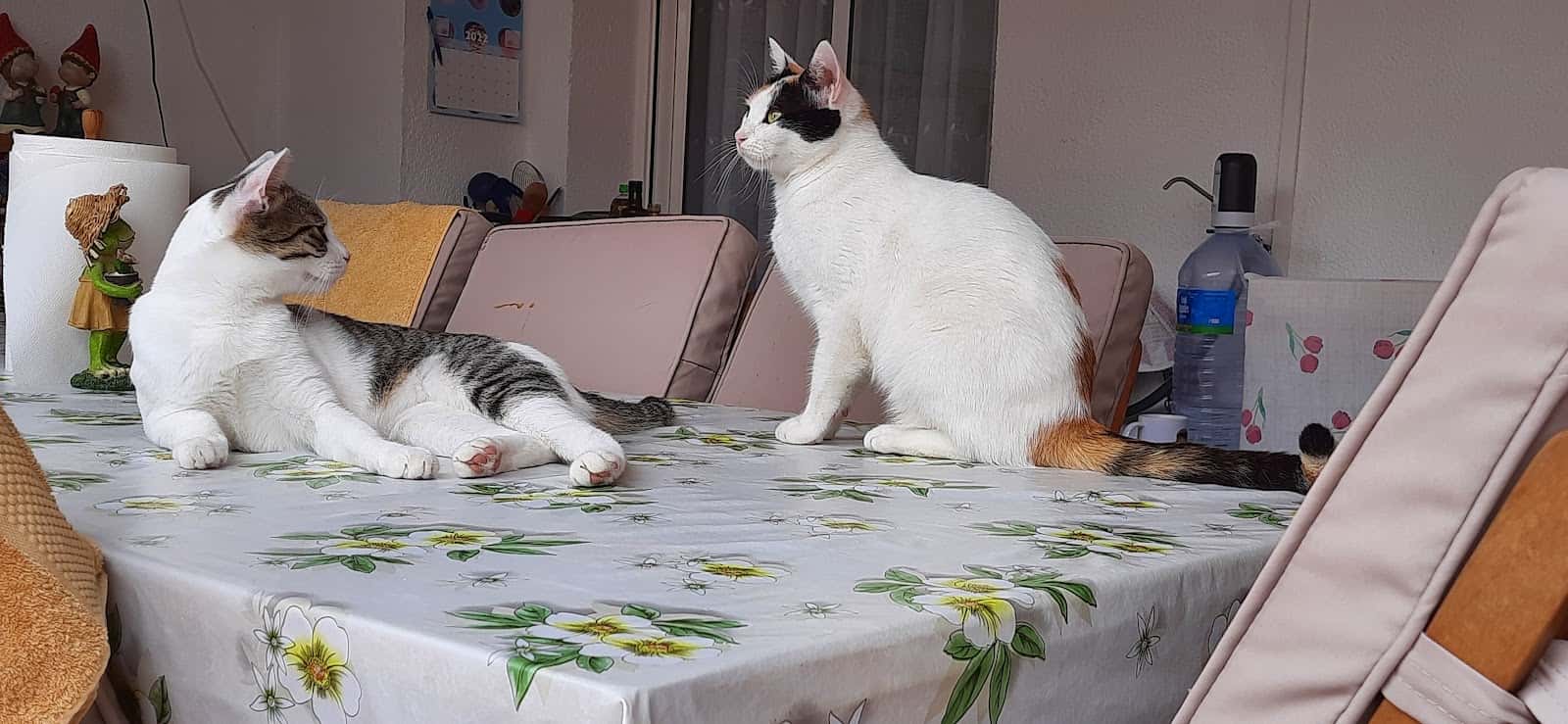 p a s o s  proteccion animal veterinario centro en el vendrell en tarragona principalImage ADOPTA Sitios Pet Friendly