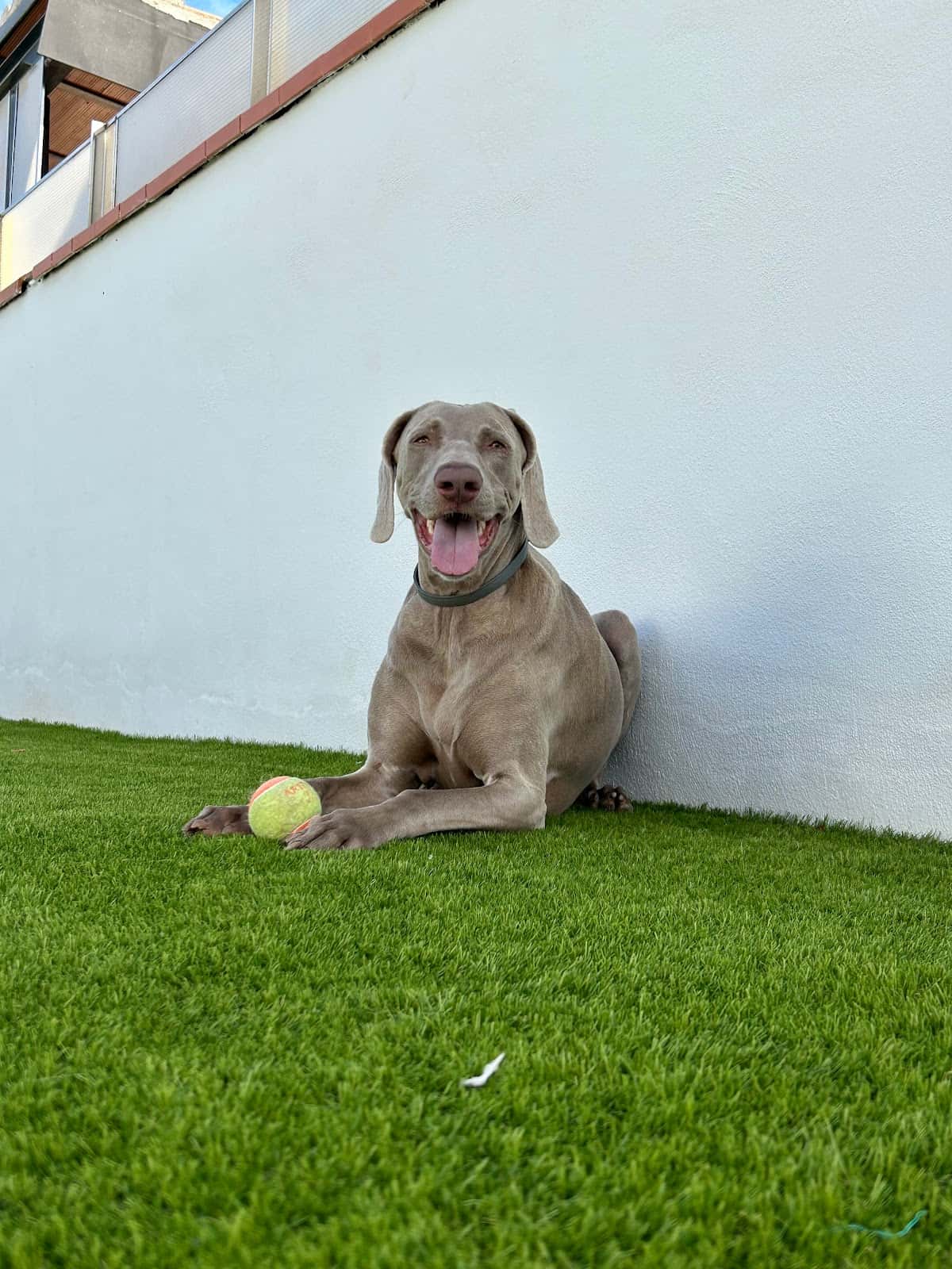 equican veterinaris veterinario domicilio  calafell y baix penedes  veterinario a domicilio en calafell en tarragona principalImage ADOPTA Sitios Pet Friendly