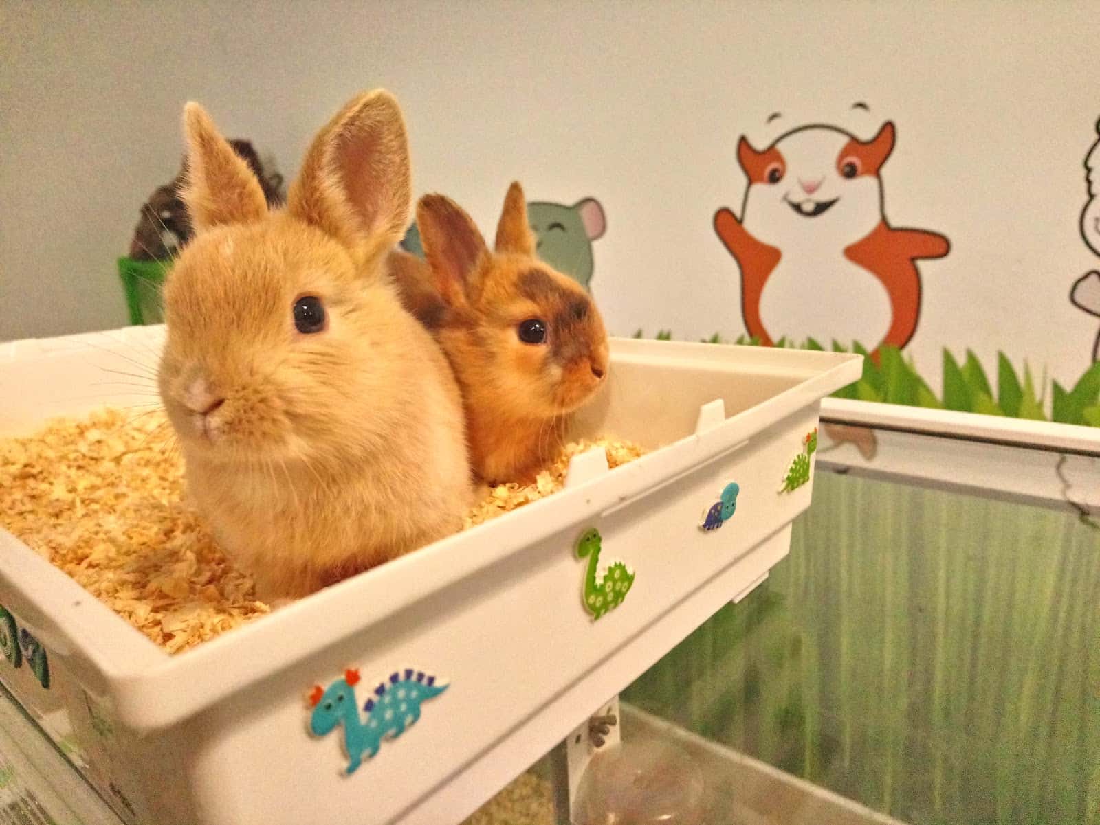 totviu veterinario centro en el vendrell en tarragona principalImage ADOPTA Sitios Pet Friendly