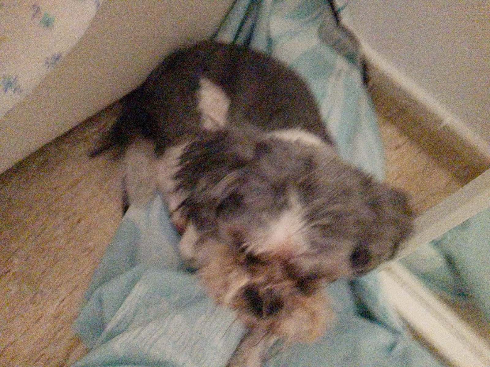 GAREM Veterinarios Segur