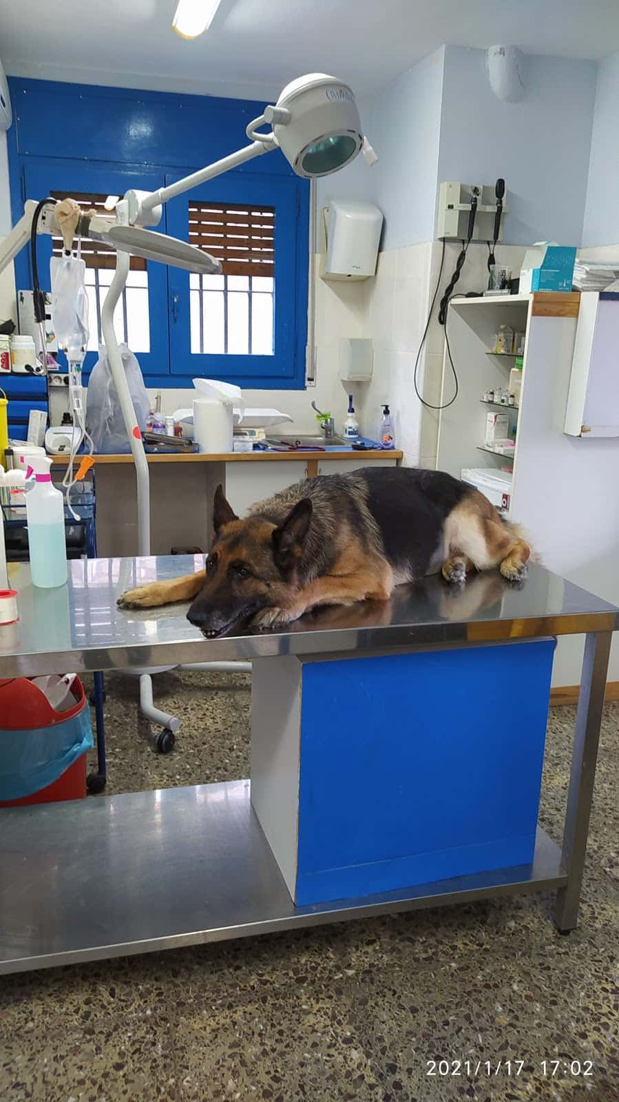 GAREM Veterinarios Segur