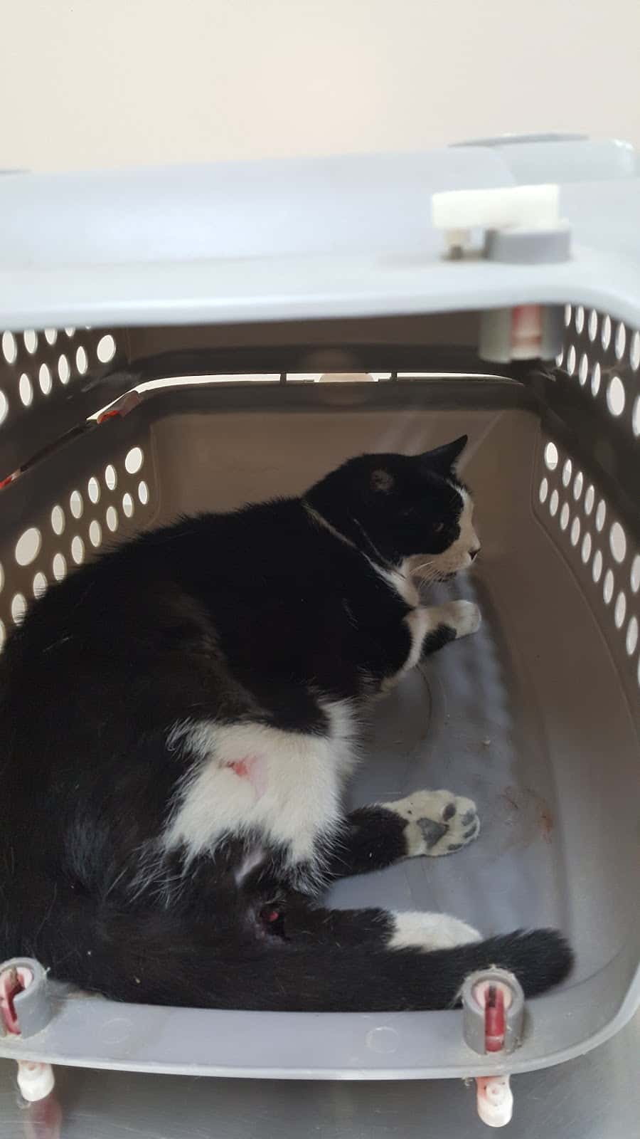 vetarea veterinario centro en macanet de la selva en girona principalImage ADOPTA Sitios Pet Friendly