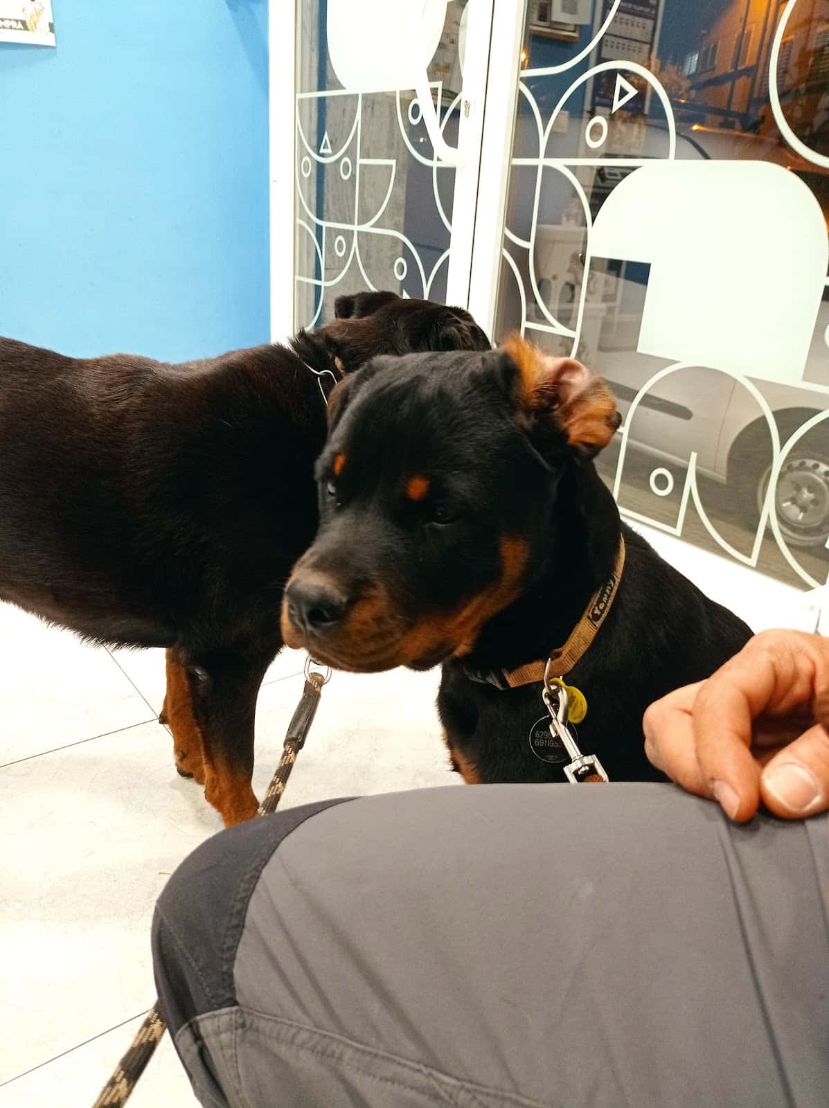 Clínica Veterinària Novavet