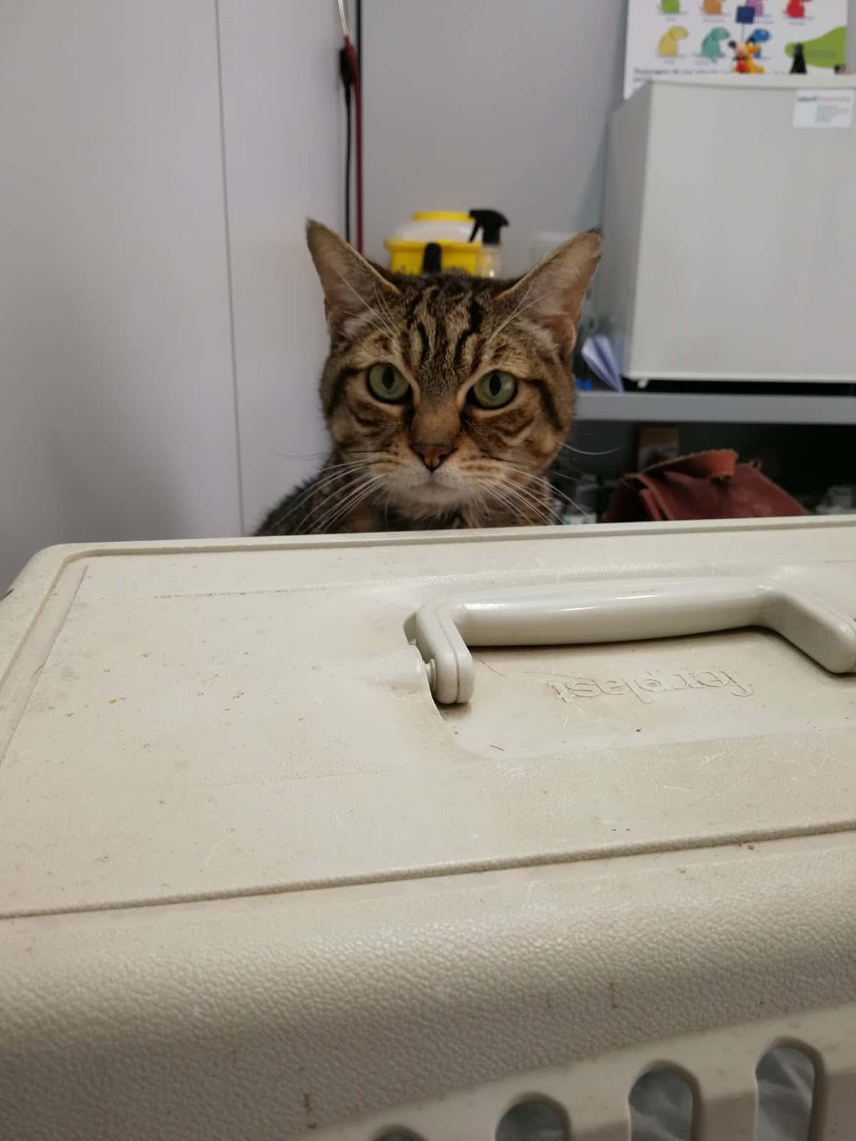 Clínica Veterinària Novavet