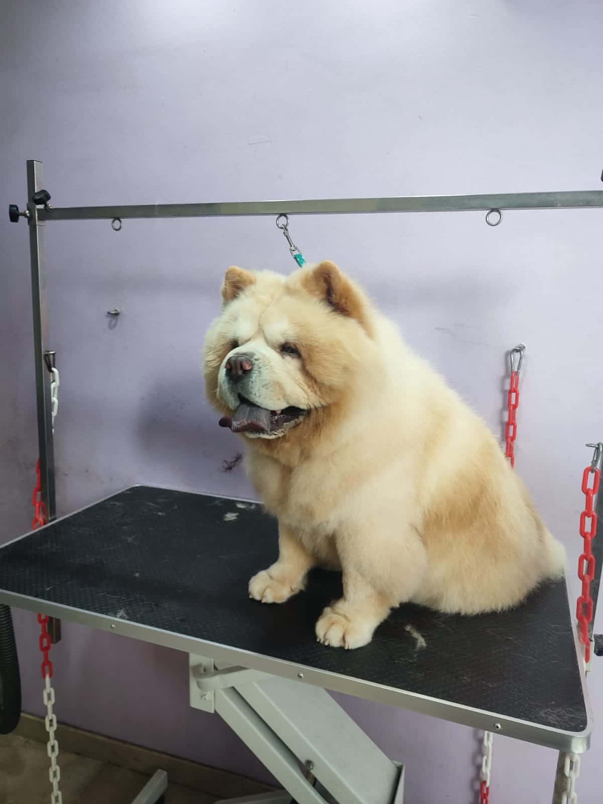 Joma Animals Sils, estilista canina i veterinari.