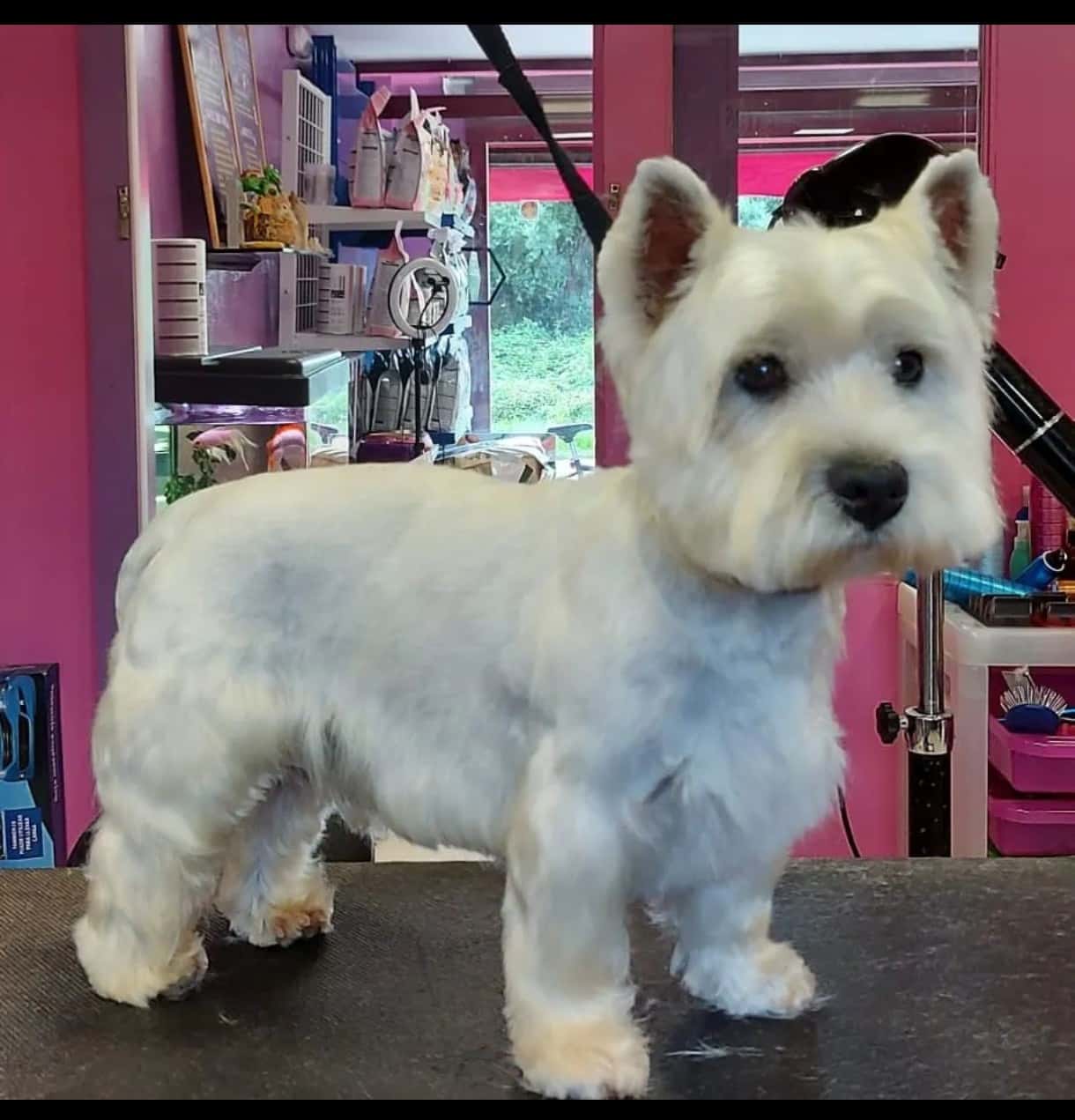 Joma Animals Sils, estilista canina i veterinari.