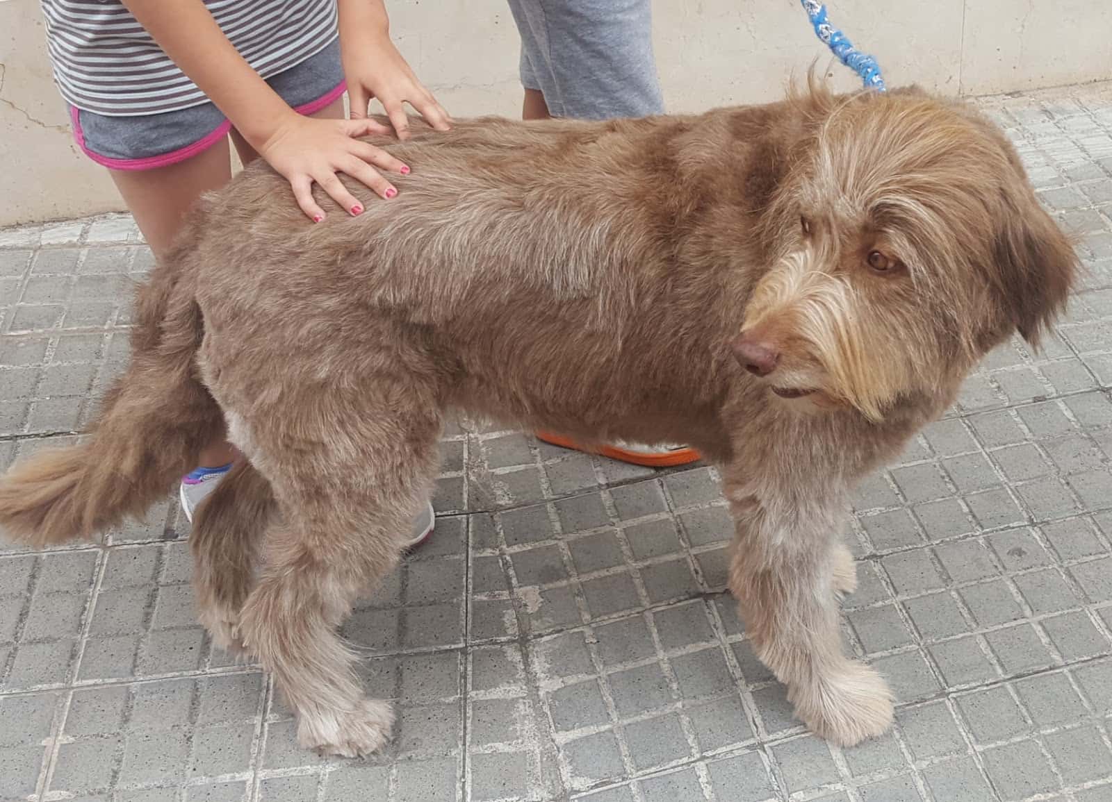 Bitxos Veterinaria i Perruqueria
