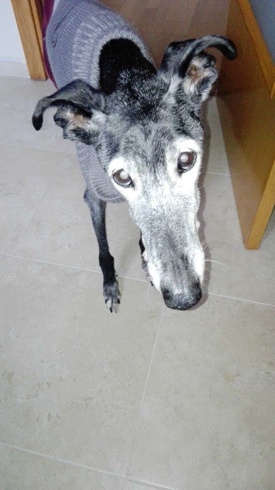 Bitxos Veterinaria i Perruqueria