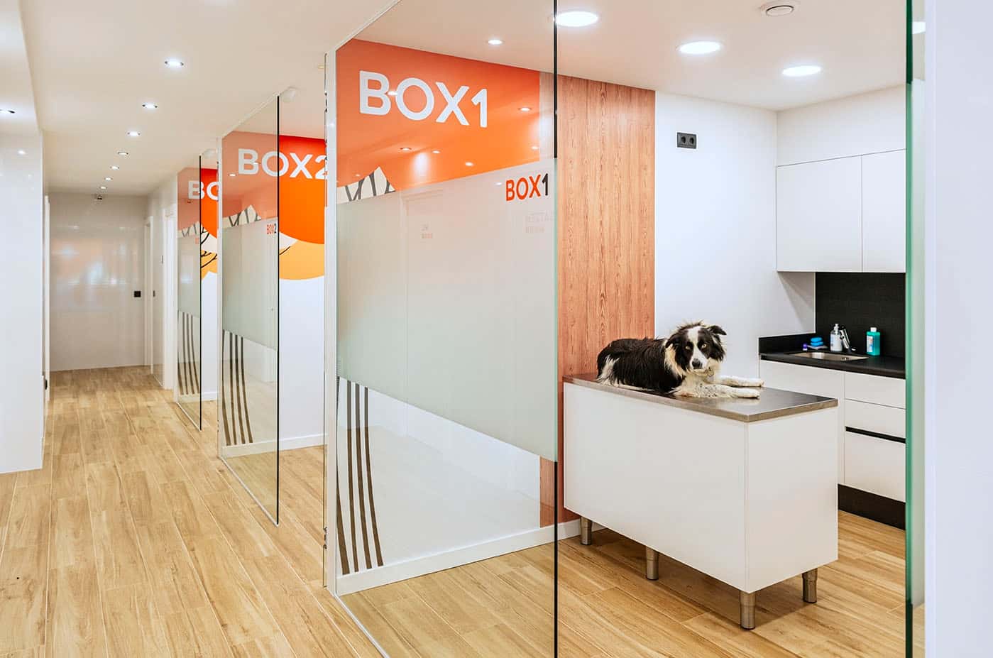 centre veterinari canvet  urgencies 24h veterinario centro en lloret de mar en girona principalImage ADOPTA Sitios Pet Friendly