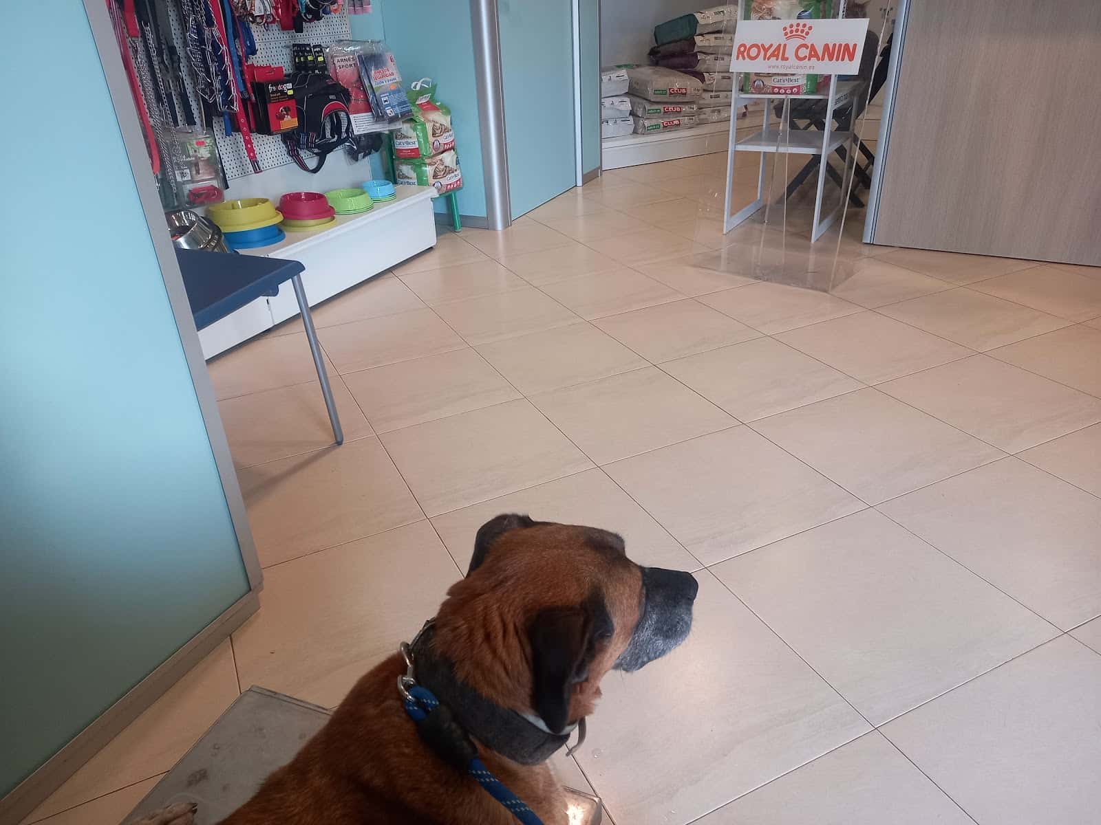 clinica veterinaria ignasi mir veterinario clinica en lloret de mar en girona principalImage ADOPTA Sitios Pet Friendly