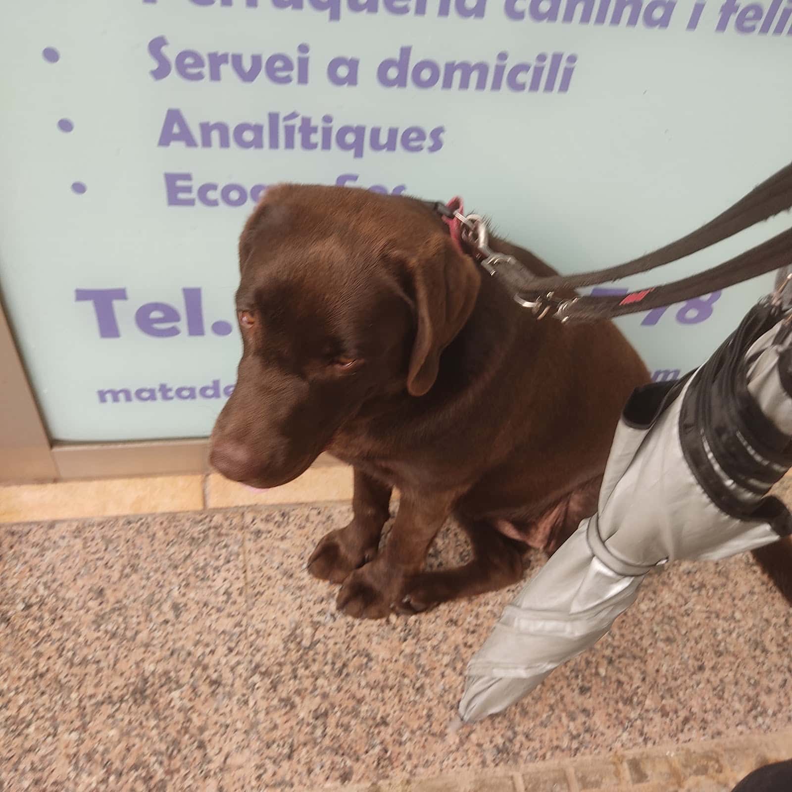 Matadepera Veterinaris