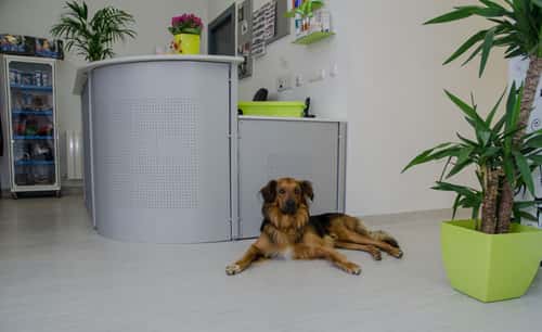 Clínica Veterinaria 20 De Abril