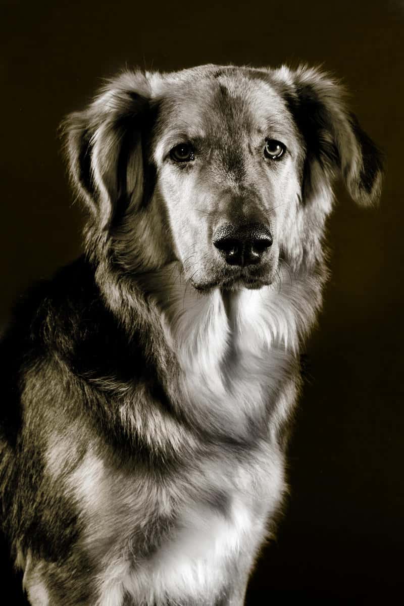 clinica veterinaria 20 de abril veterinario clinica barrio burgos en burgos en burgos principalImage ADOPTA Sitios Pet Friendly
