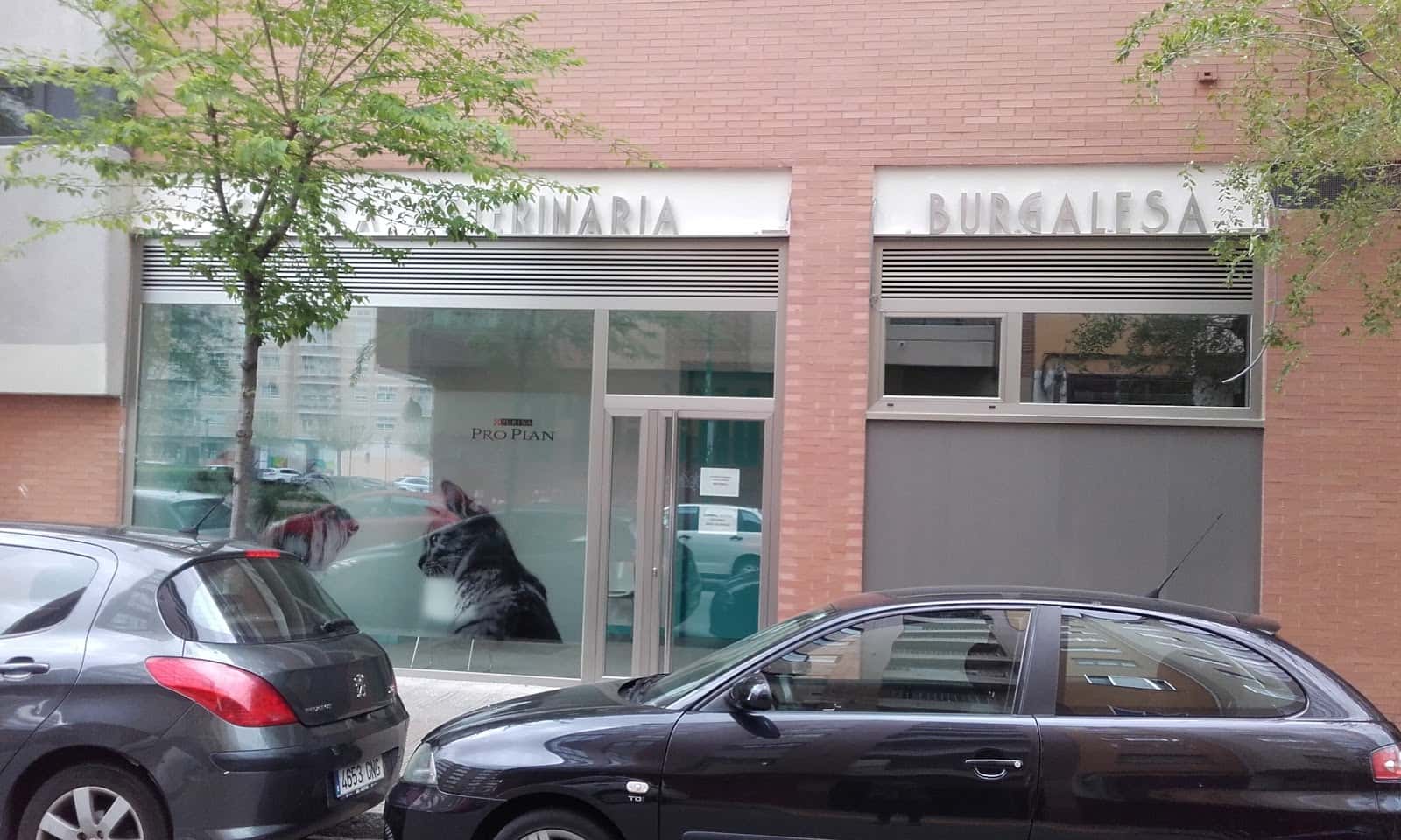 clinica veterinaria burgalesa veterinario clinica barrio burgos en burgos en burgos principalImage ADOPTA Sitios Pet Friendly