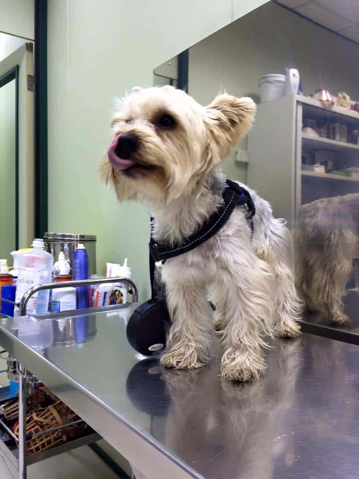 Clínica Veterinaria Aguilar