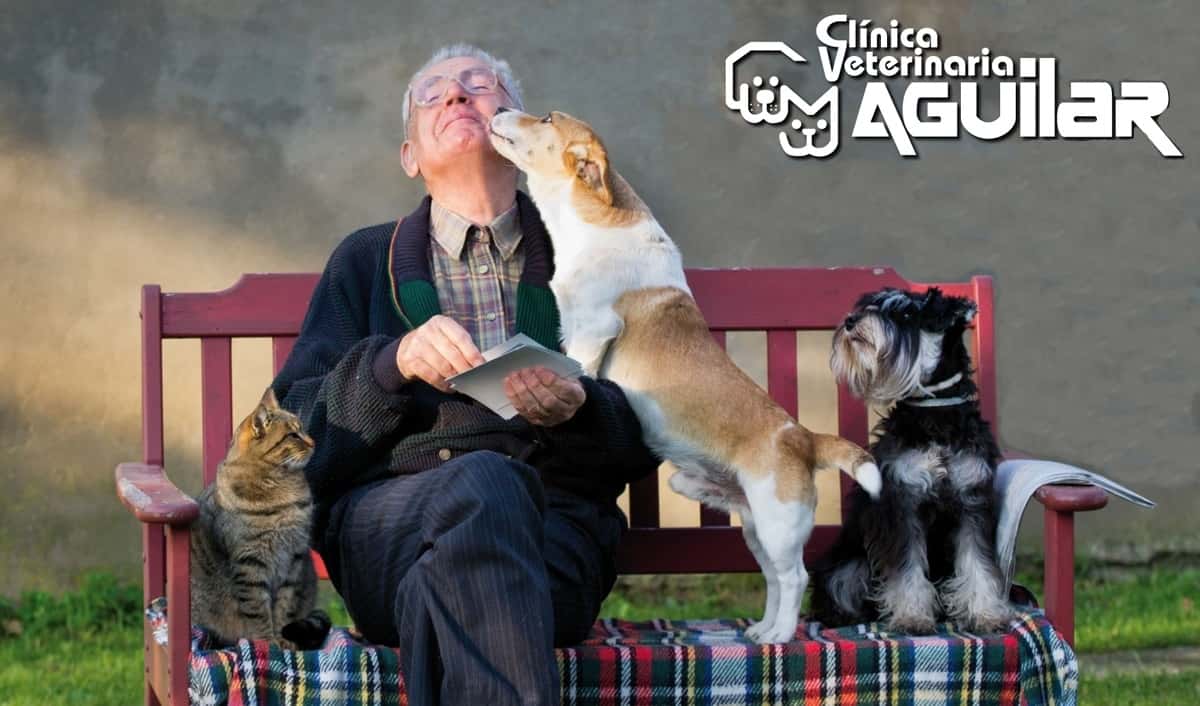 clinica veterinaria aguilar veterinario clinica barrio burgos en burgos en burgos principalImage ADOPTA Sitios Pet Friendly