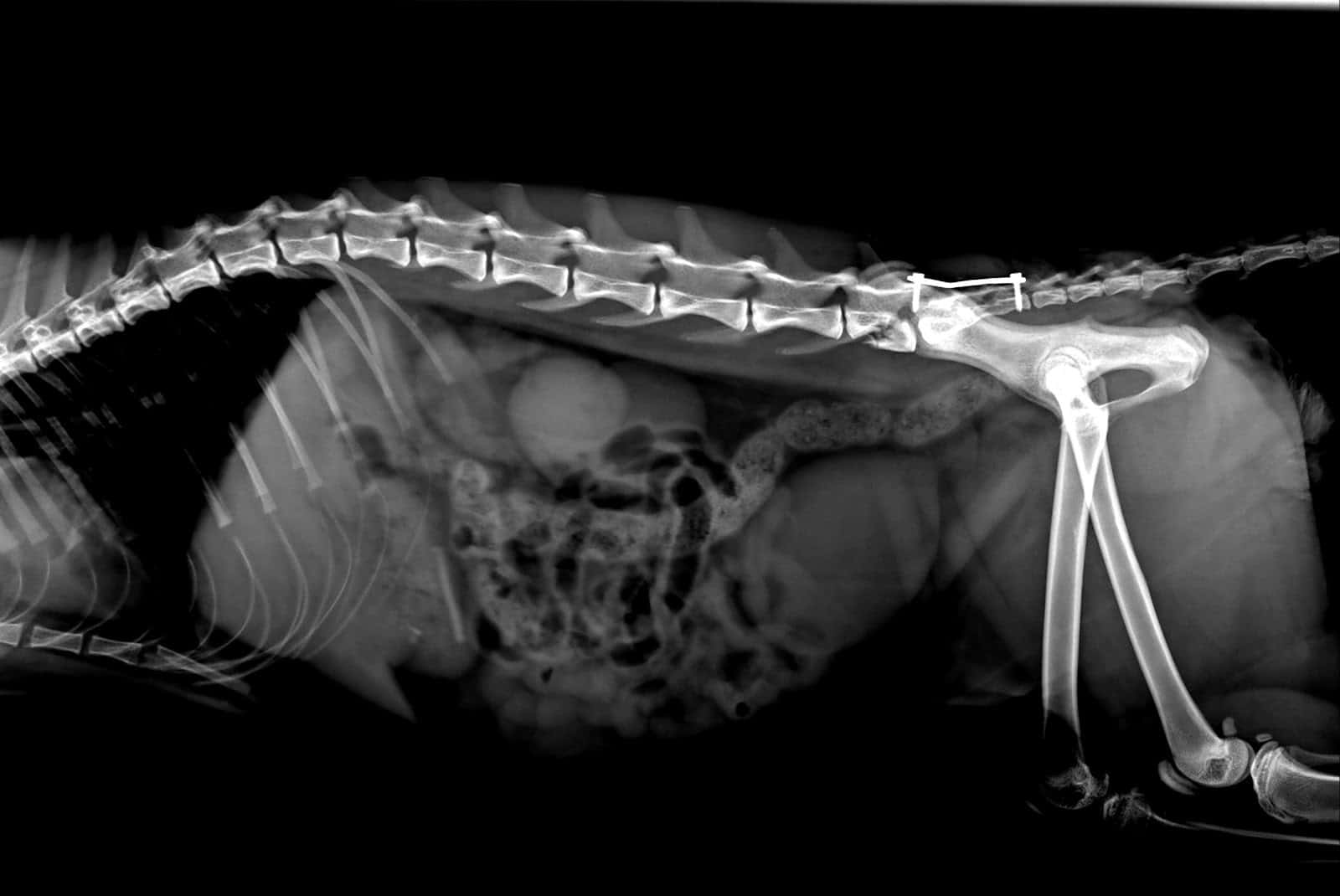 Clínica Veterinaria Fisac Ferrández