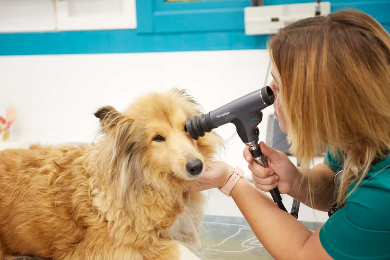 Hospital Valderrama-Veterinario Burgos