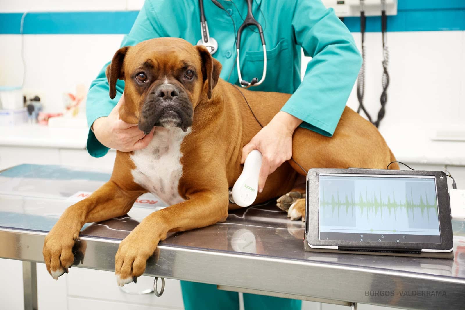 Hospital Valderrama-Veterinario Burgos