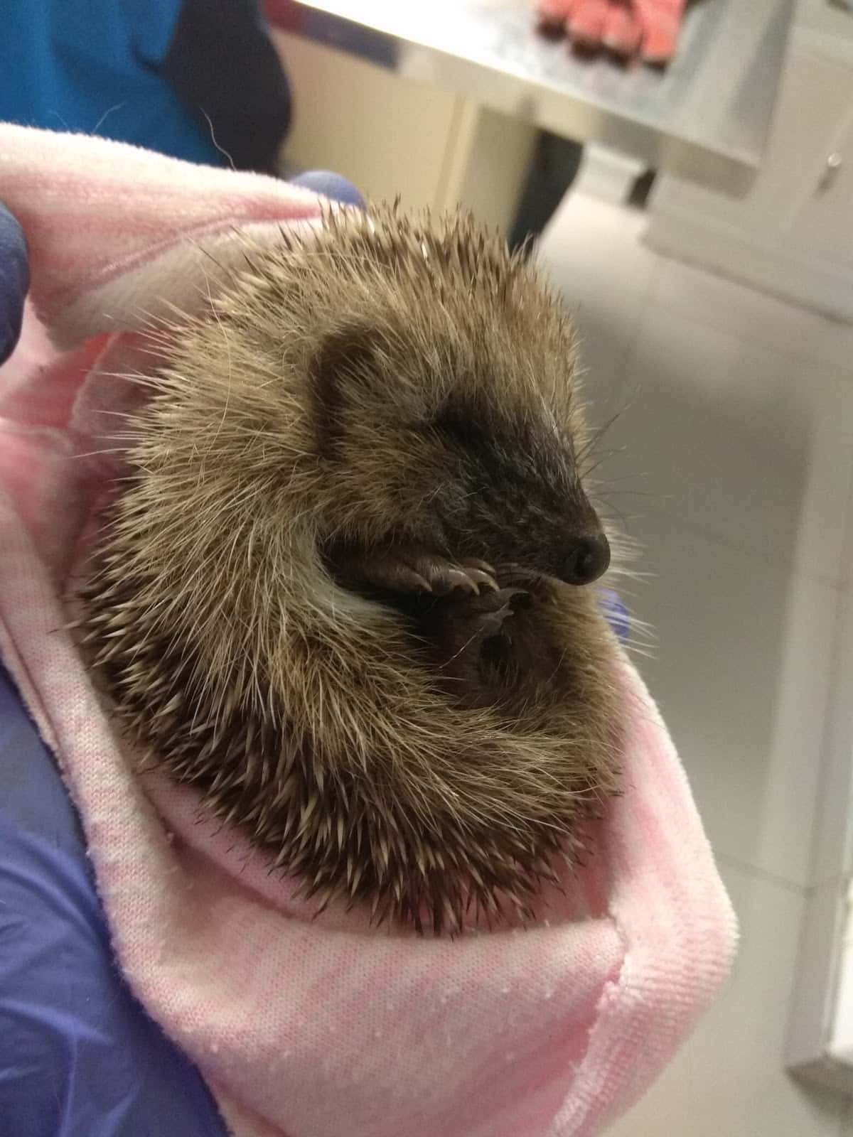 Clínica Veterinaria La Castellana