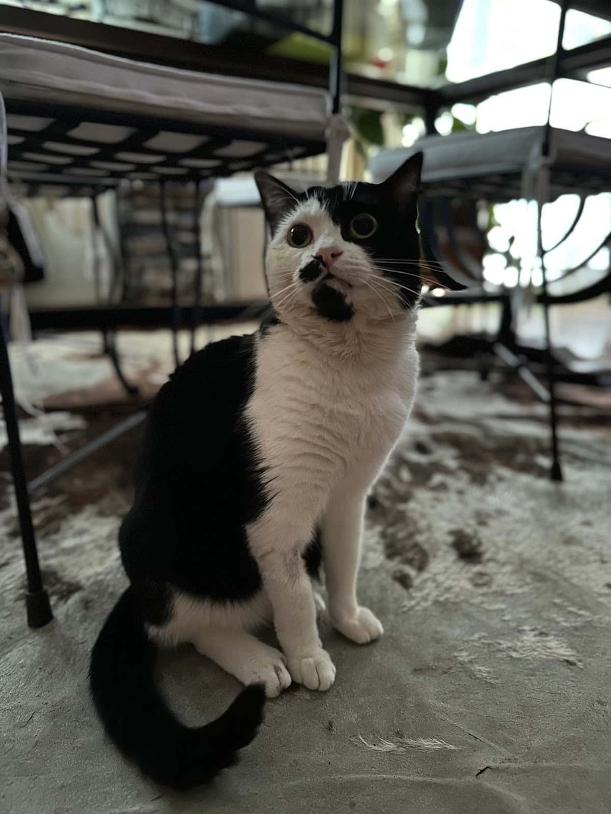 Clínica Veterinaria Veterinea
