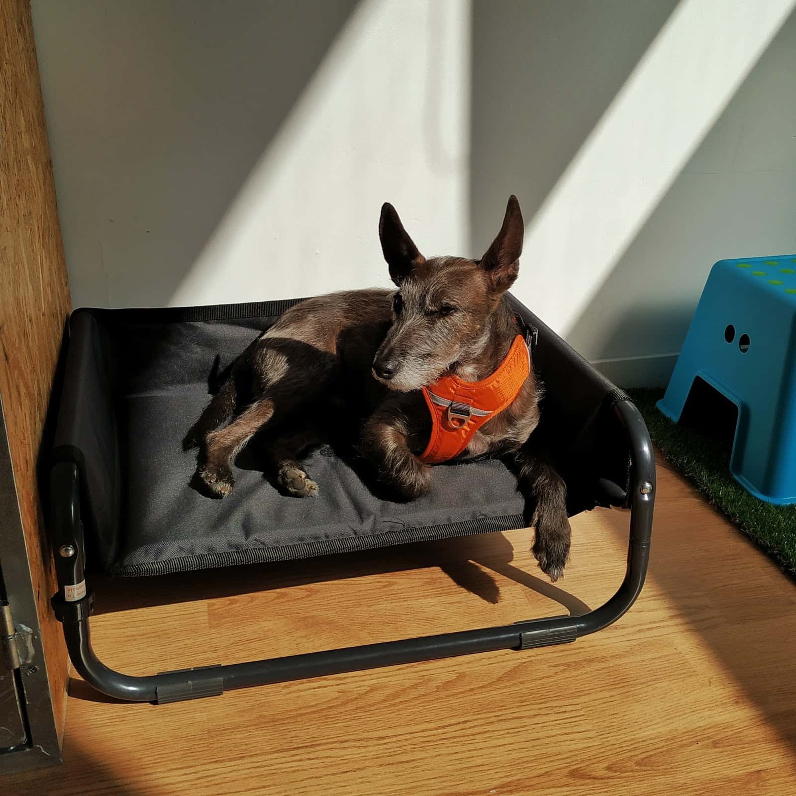 Kelpie Servicios Caninos