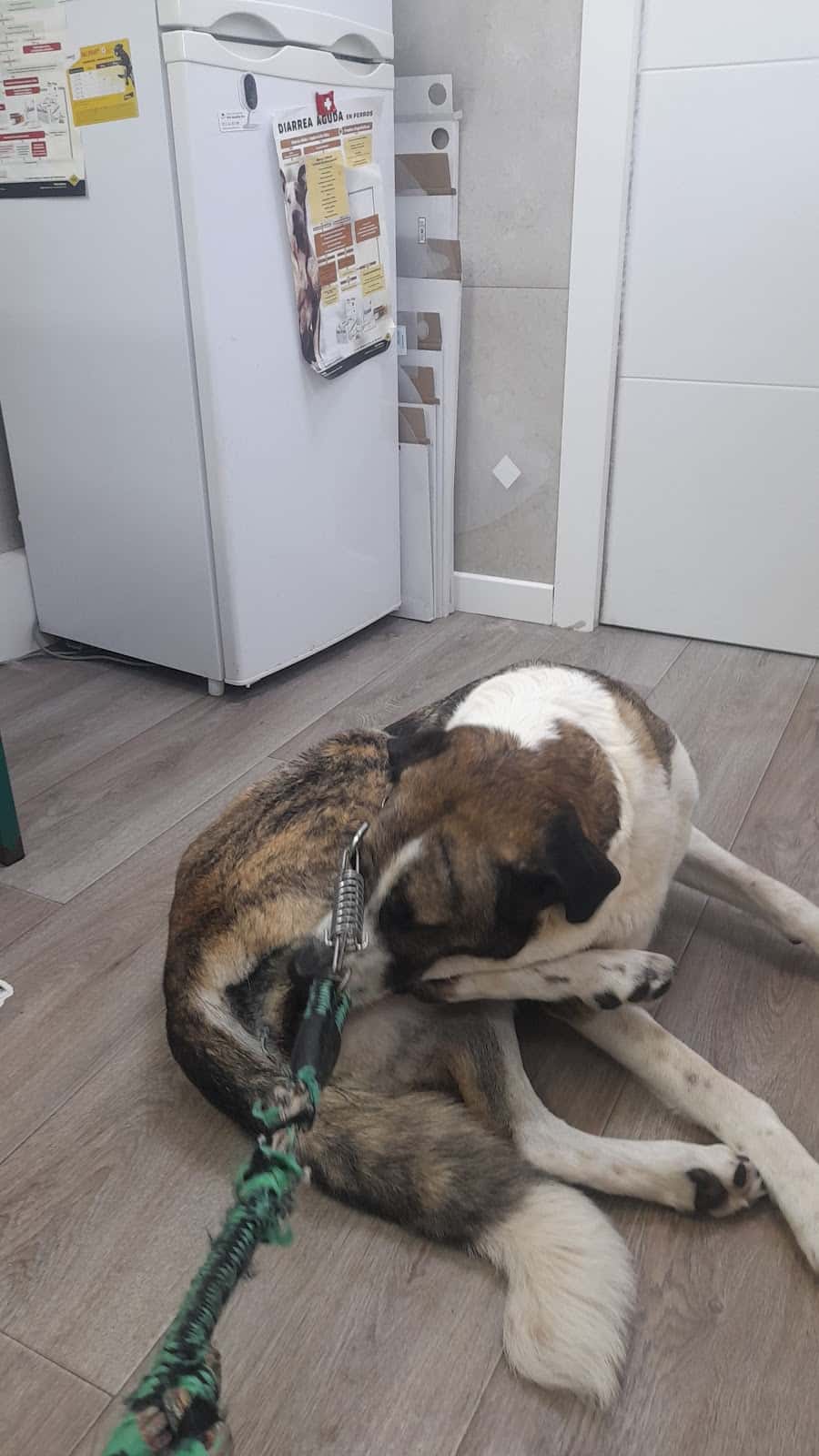 Clínica Veterinaria Animalario