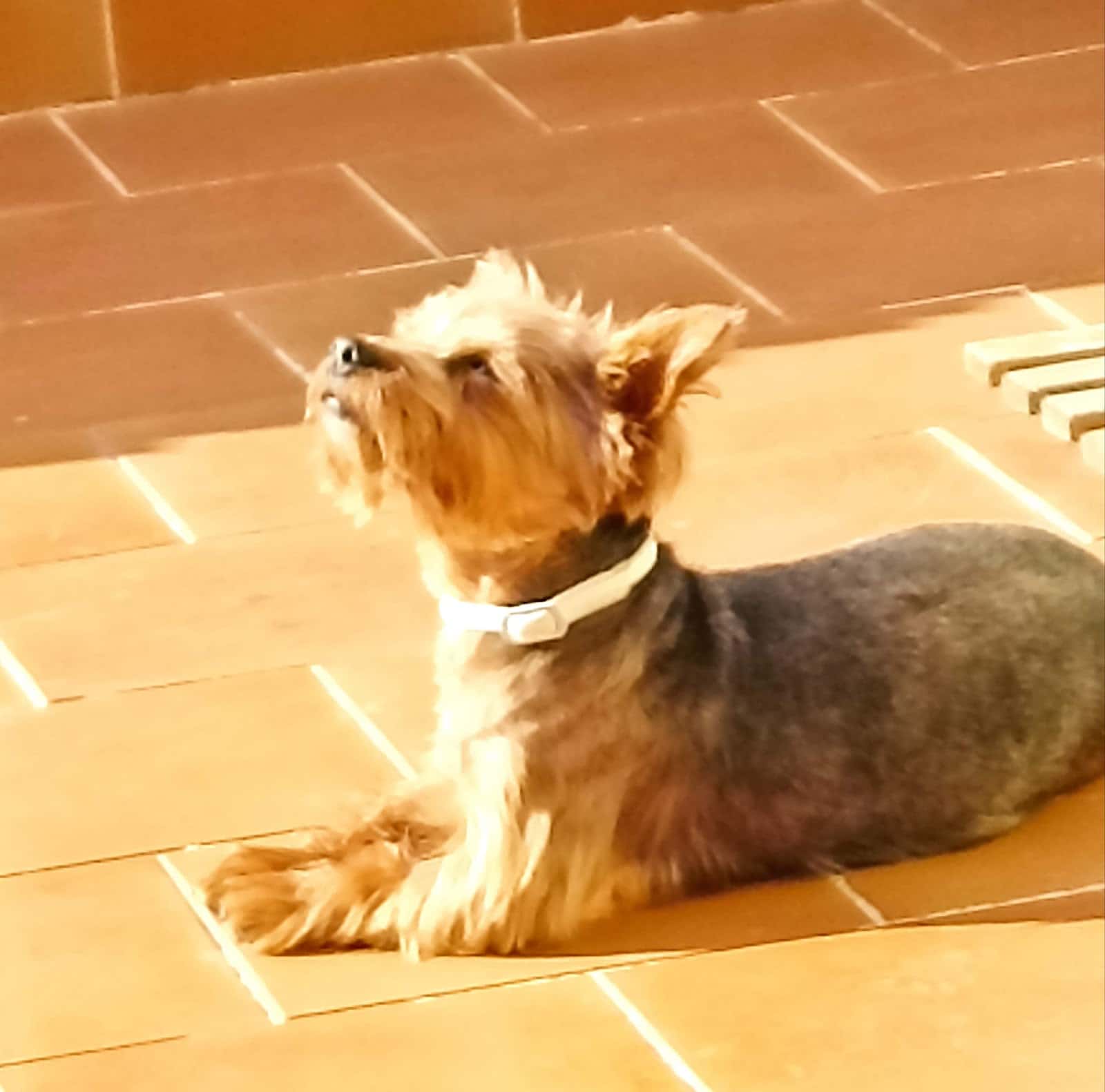 Clínica veterinaria El Albéitar, Aranda de Duero