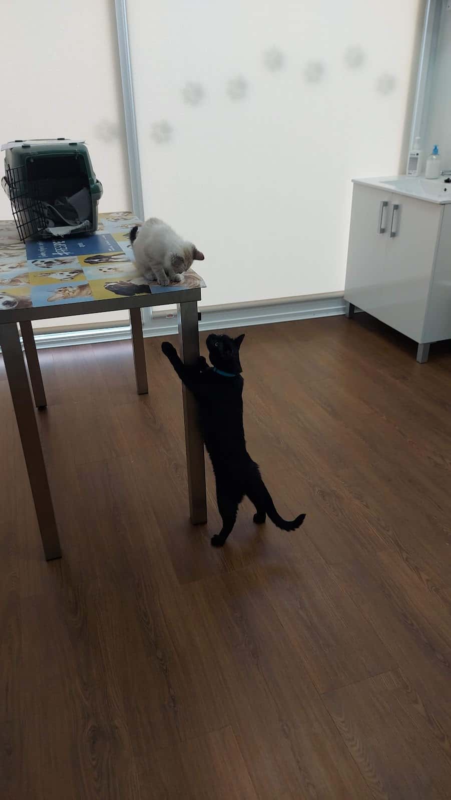 Aranda Clínica Veterinaria