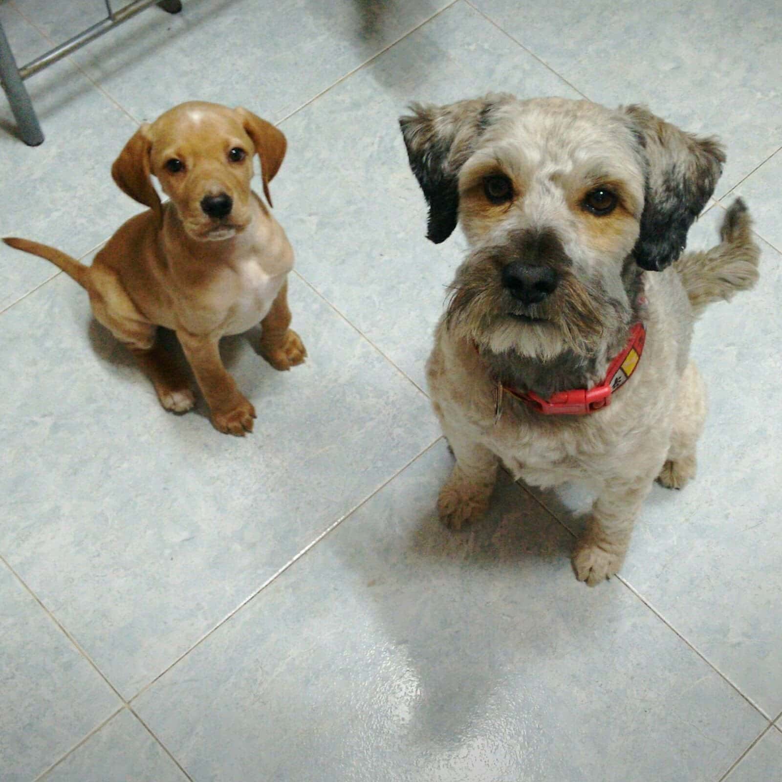Animalia Lerma