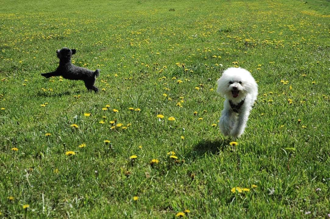 animalia lerma veterinario centro en lerma en burgos principalImage ADOPTA Sitios Pet Friendly