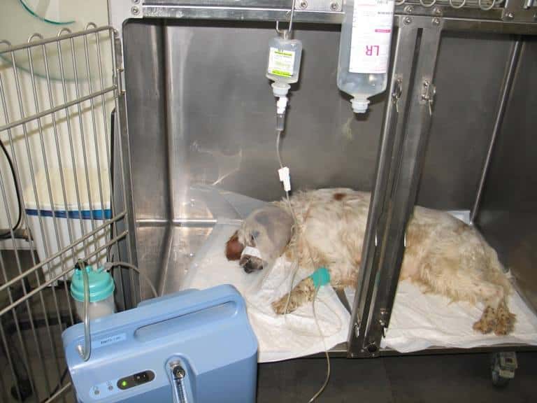 Centro Veterinario Padilla