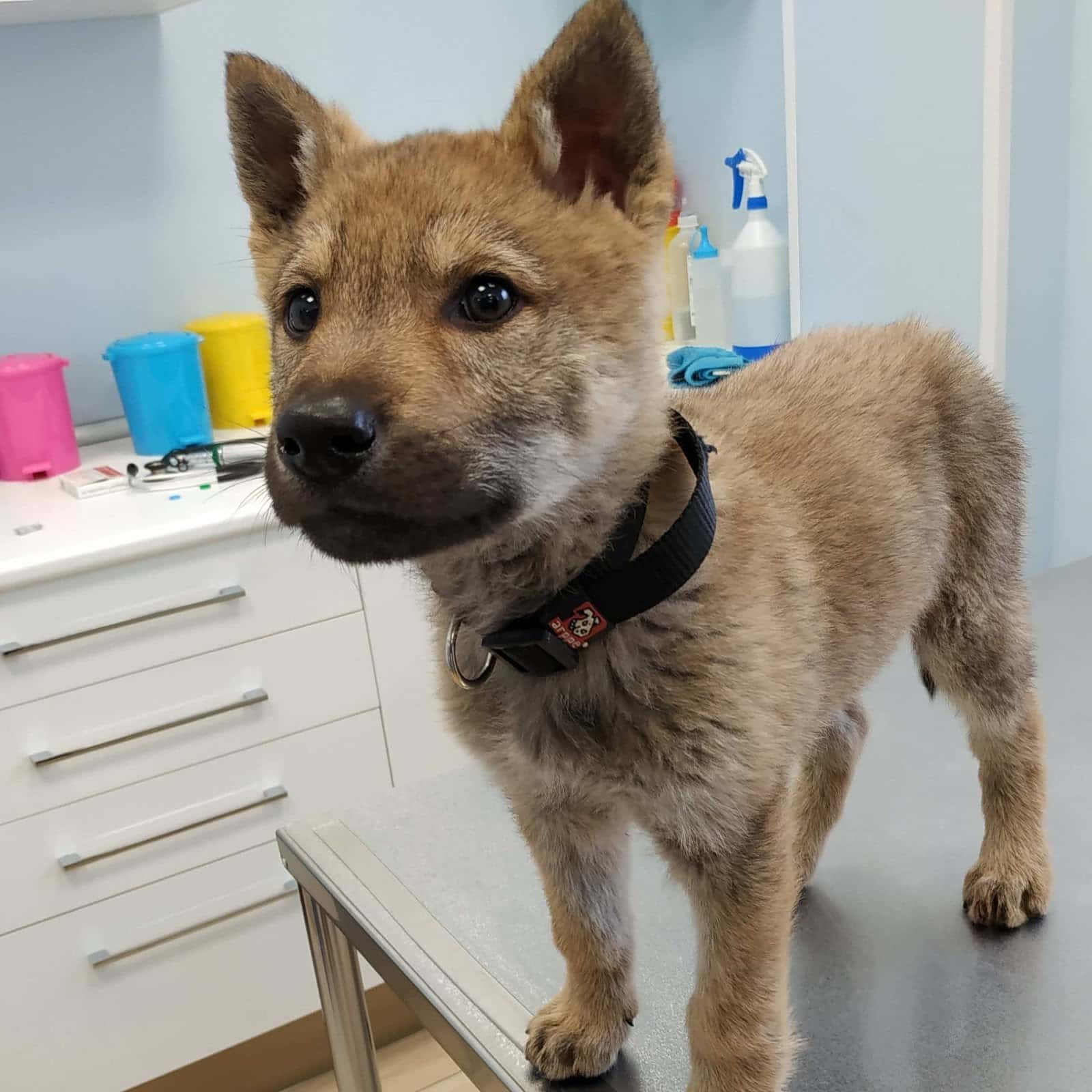 Clínica Veterinaria Gran Danés