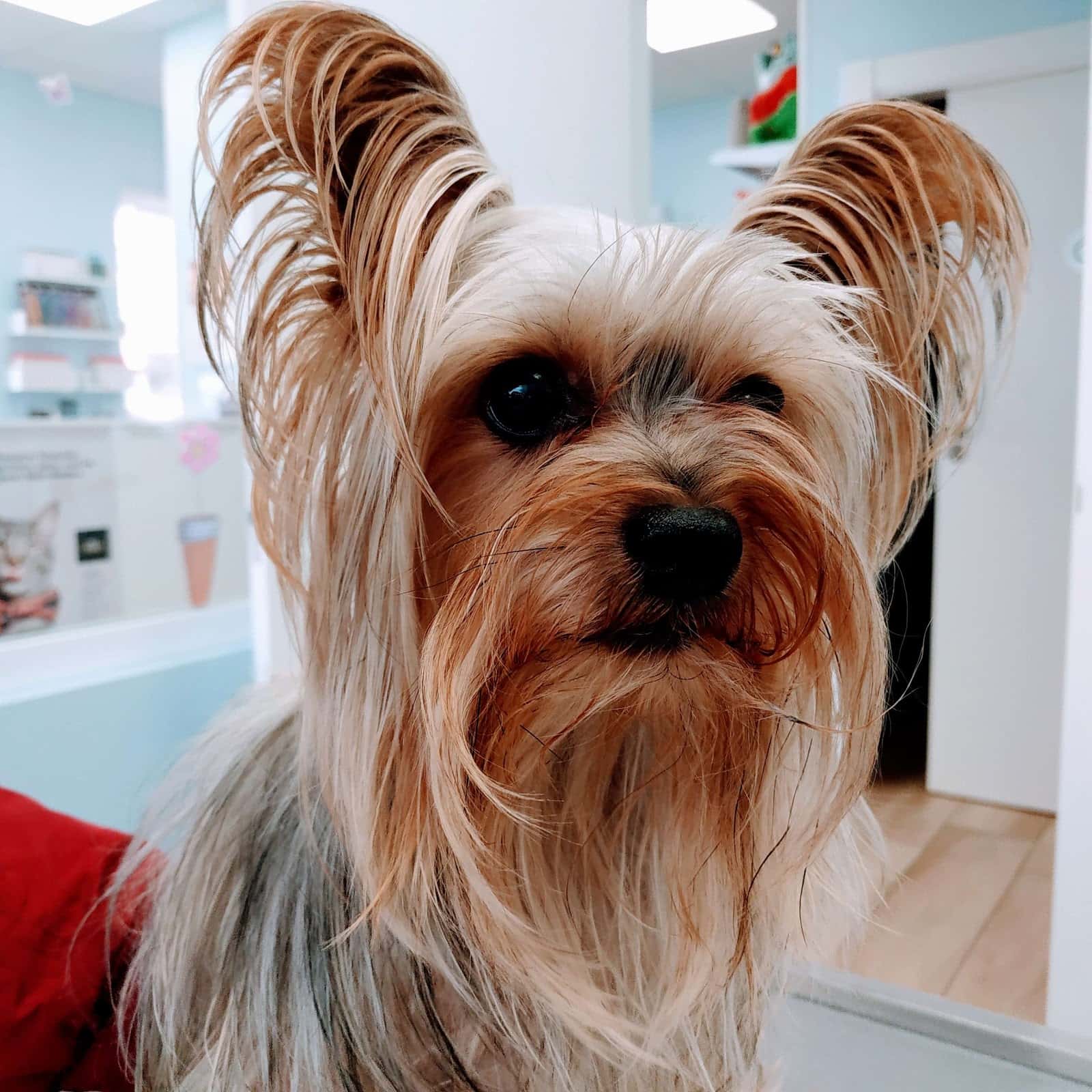 Clínica Veterinaria Gran Danés