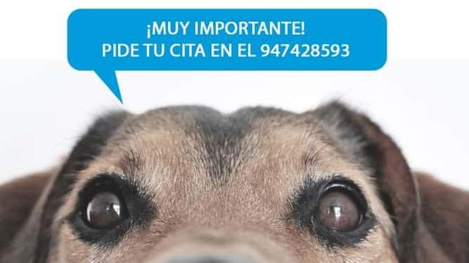 clinica veterinaria gran danes veterinario clinica en aranda de duero en burgos principalImage ADOPTA Sitios Pet Friendly