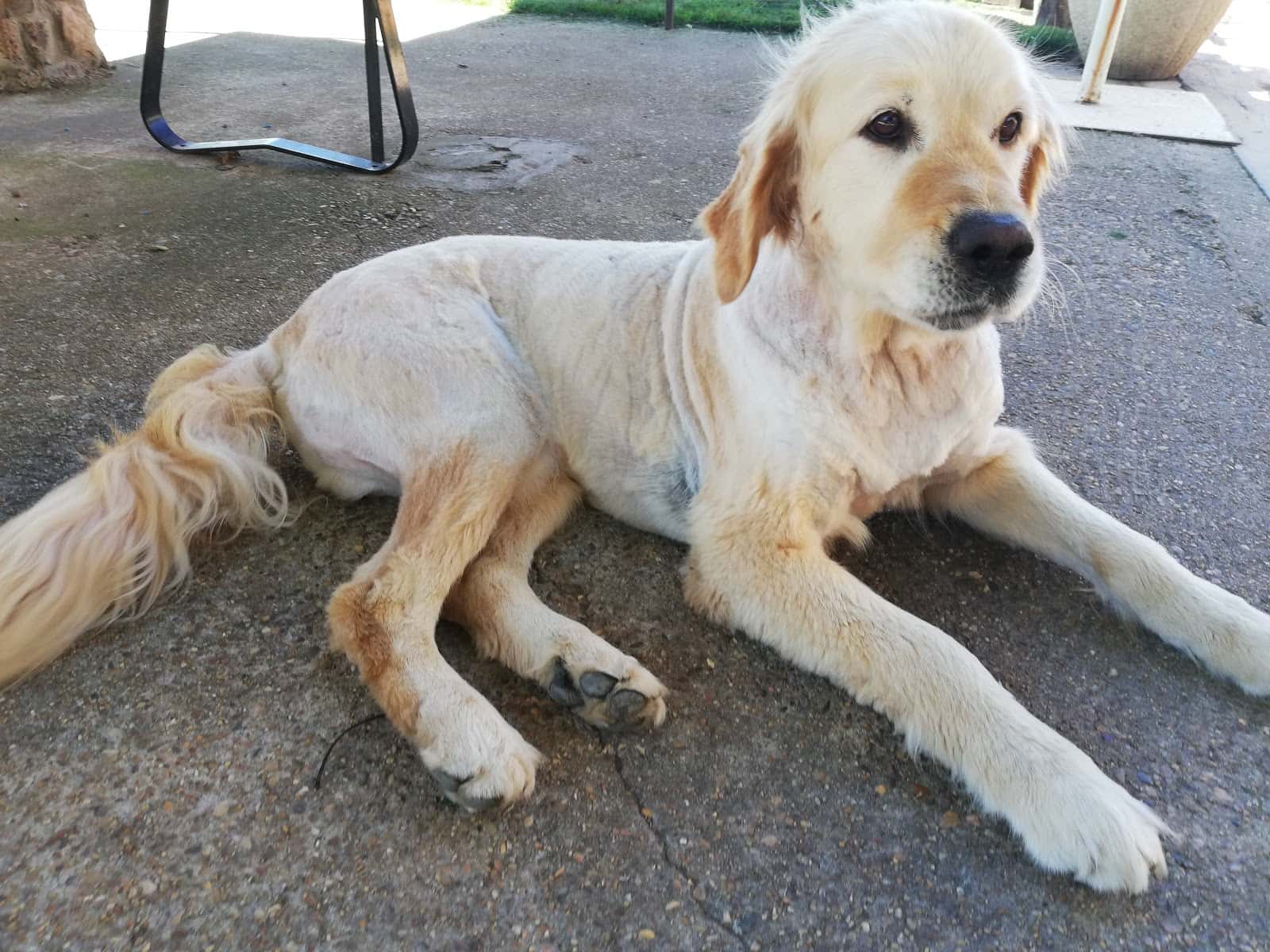 Clínica Veterinaria Aguilar