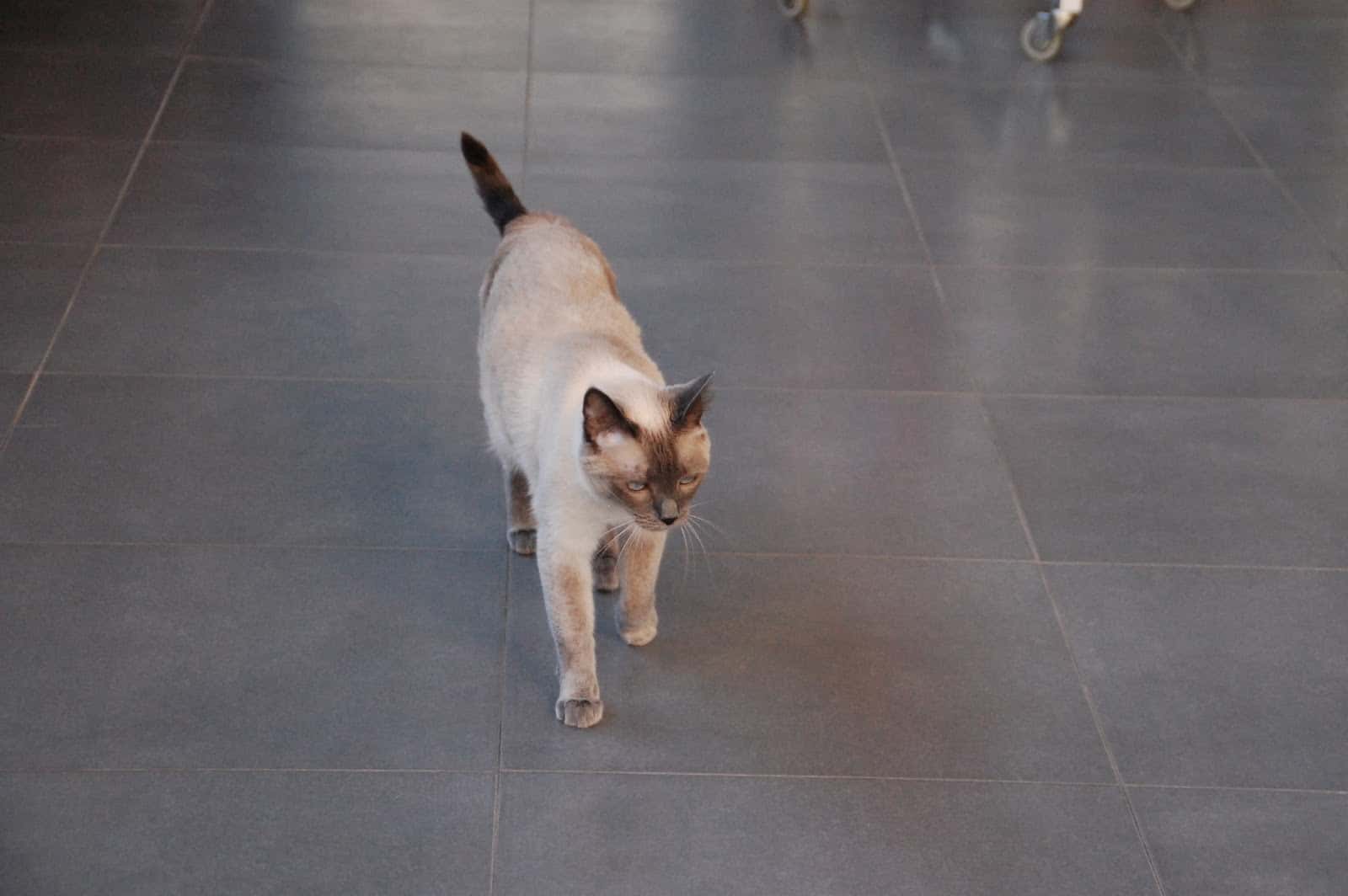Centro Veterinario MR. VET Medina de Pomar