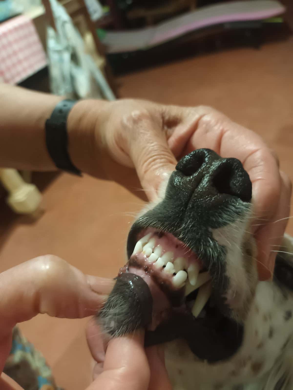 Centro Veterinario Logamer