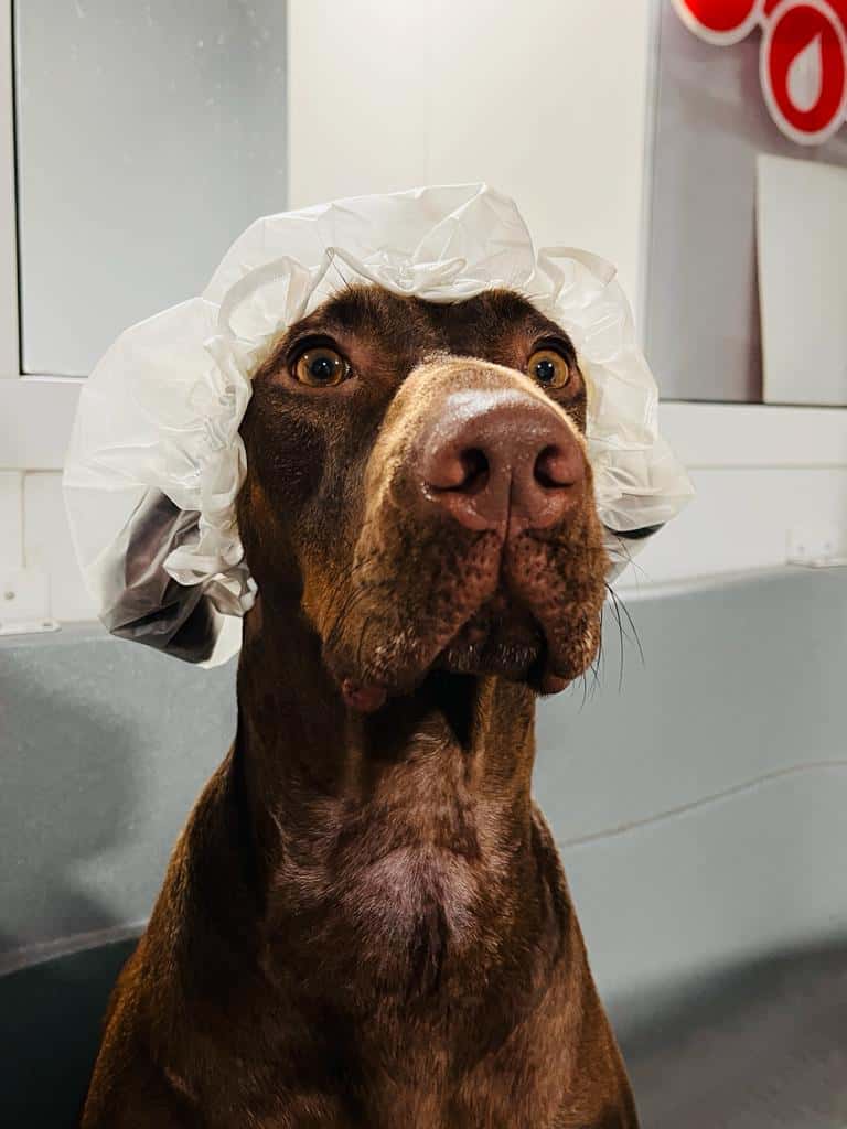 Centro Veterinario Cauvet C.B