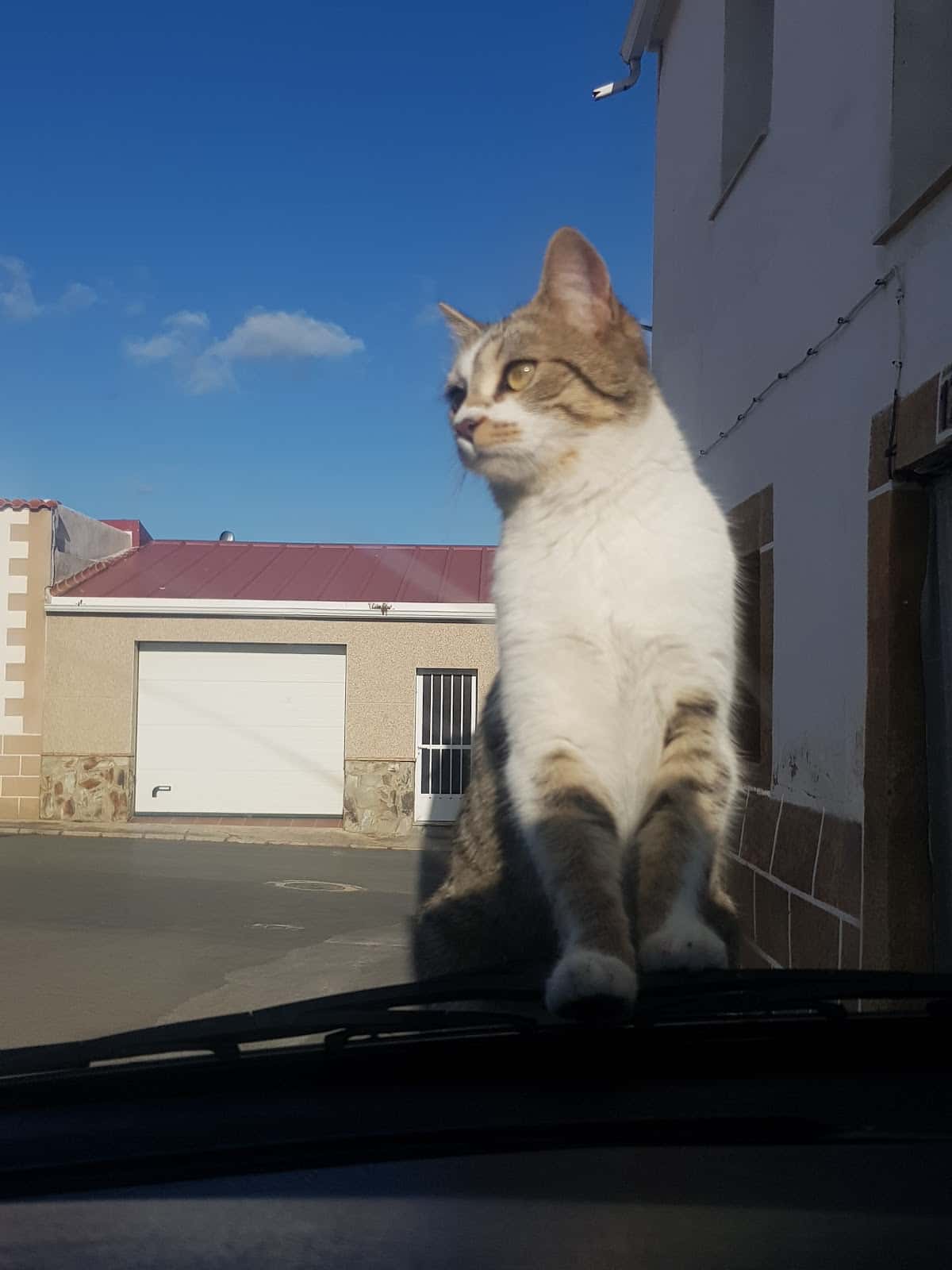 Centro Veterinario Trujillano