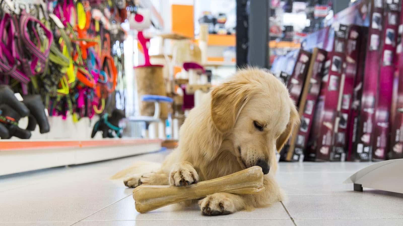 vetex veterinario centro en trujillo en caceres principalImage ADOPTA Sitios Pet Friendly