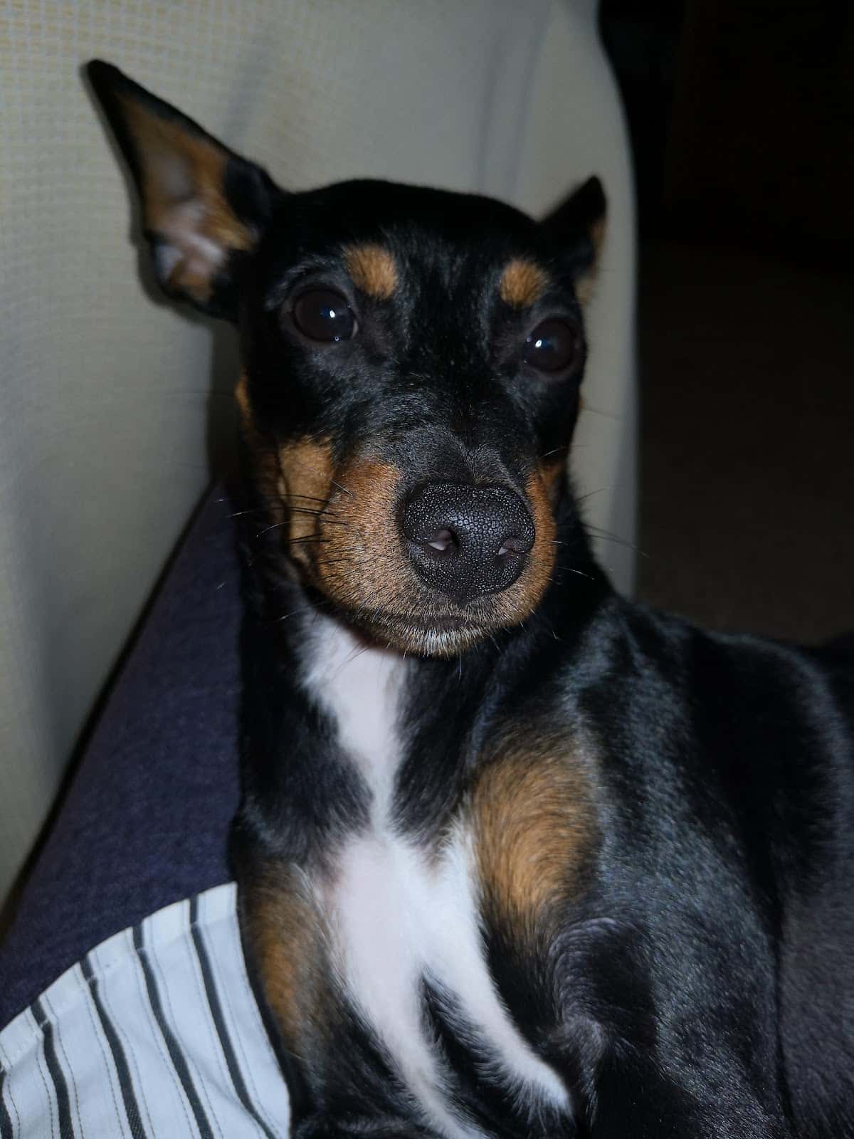 Clínica Veterinaria Jerte