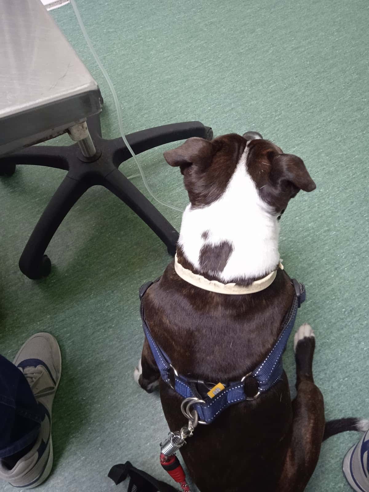 Clínica Veterinaria Bazaga