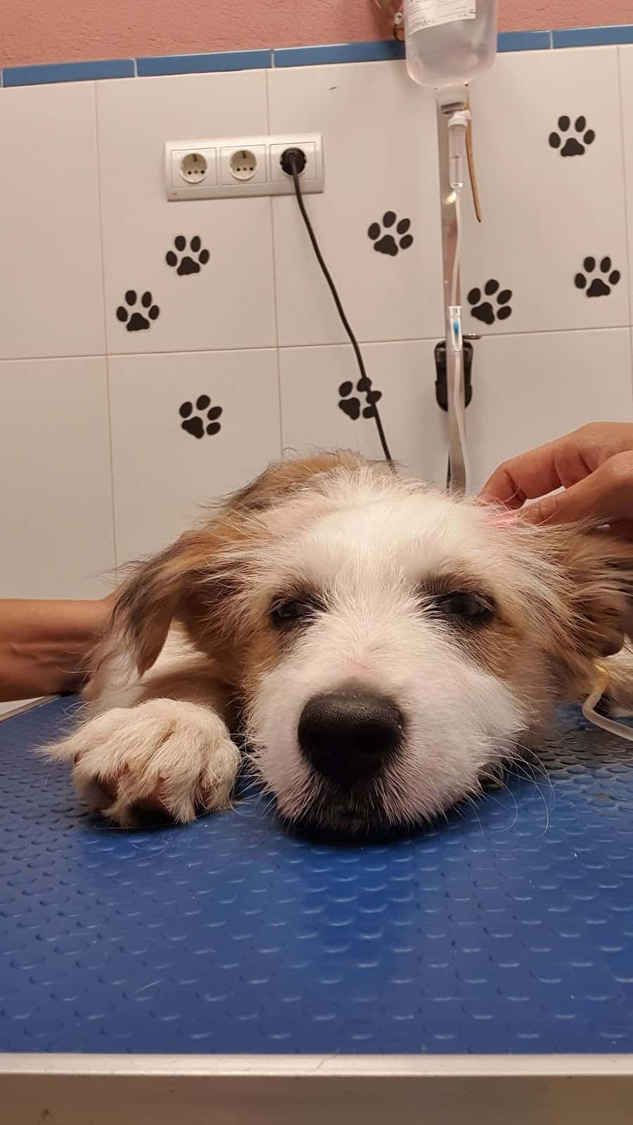 Clínica Veterinaria Bazaga