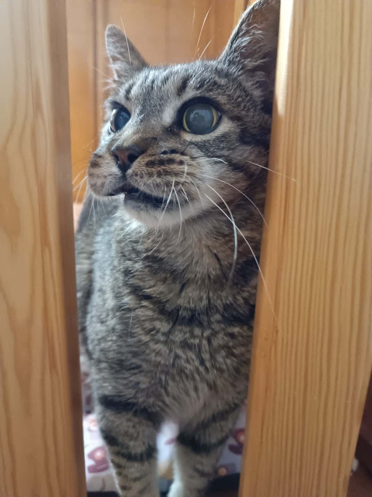 Clínica Veterinaria Bazaga